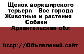 Щенок йоркширского терьера - Все города Животные и растения » Собаки   . Архангельская обл.